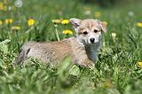 CORGI PEMBROKE 587